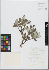 Foto von Salix helvetica Vill.